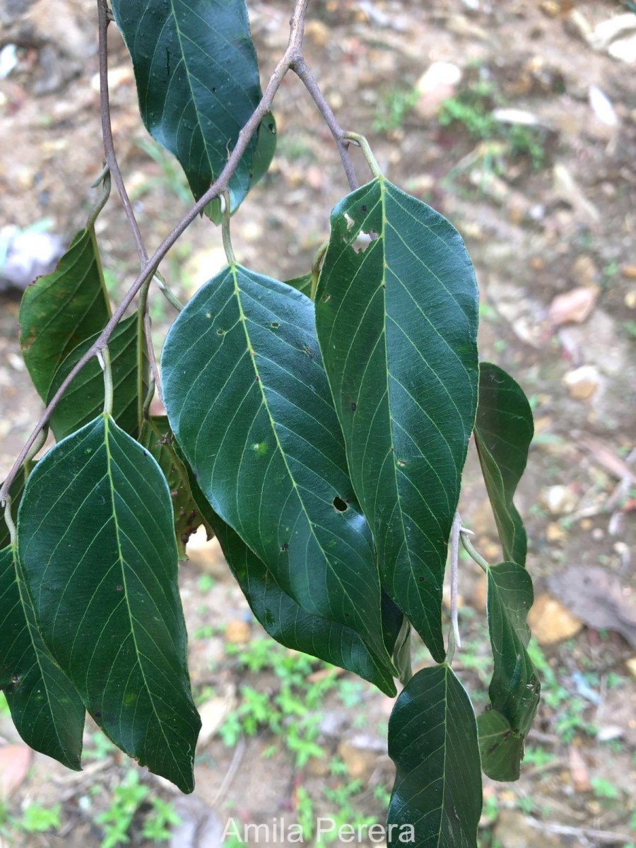 Shorea dyeri Thwaites ex Trimen